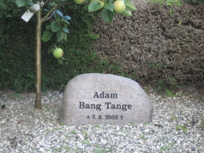 Adam Bang Tange.jpg